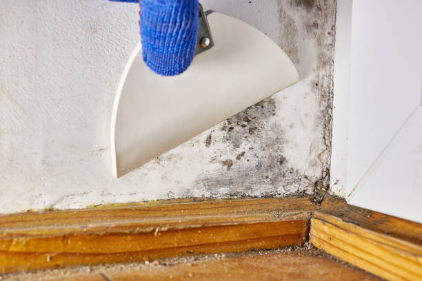 Best Airborne Mold Testing  in Mount Sterling, KY